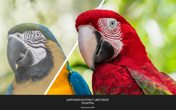 Изображение товара Телевизор Topdevice 65" TDTV65CS06UBK