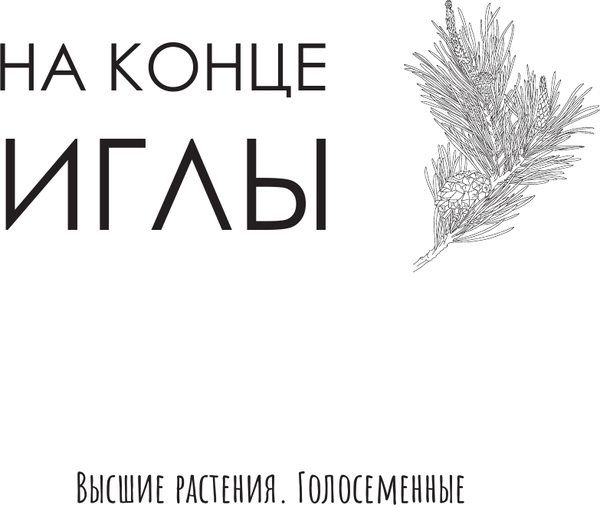 Изображение товара Раскраска-антистресс АСТ Ботаника. Атлас-раскраска (Майоров Сергей)