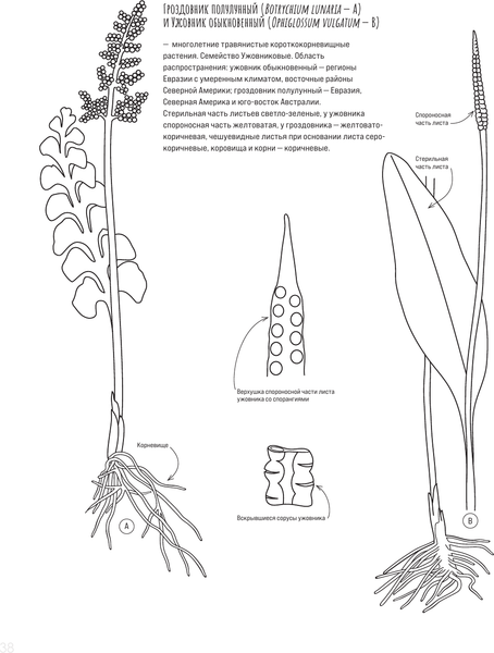 Изображение товара Раскраска-антистресс АСТ Ботаника. Атлас-раскраска (Майоров Сергей)