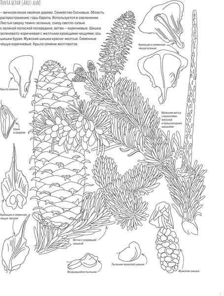 Изображение товара Раскраска-антистресс АСТ Ботаника. Атлас-раскраска (Майоров Сергей)