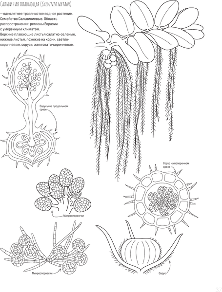Изображение товара Раскраска-антистресс АСТ Ботаника. Атлас-раскраска (Майоров Сергей)