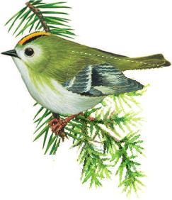 Изображение товара Энциклопедия АСТ Кто живет в лесу? Твердая обложка (Волцит Петр)