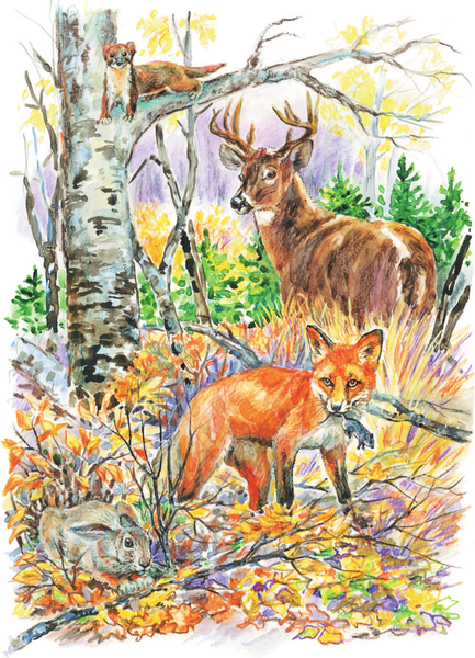 Изображение товара Энциклопедия АСТ Кто живет в лесу? Твердая обложка (Волцит Петр)