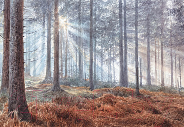 Изображение товара Книга КоЛибри Загадки леса / 9785389250369 (Лохнер А.)