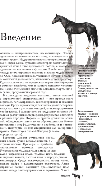 Изображение товара Энциклопедия АСТ Лошади. Иллюстрированный гид, твердая обложка (Спектор Анна)
