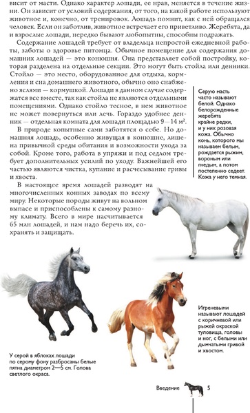 Изображение товара Энциклопедия АСТ Лошади. Иллюстрированный гид, твердая обложка (Спектор Анна)