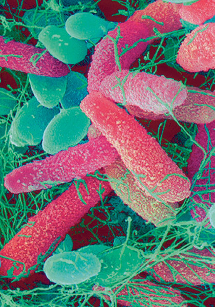 Изображение товара Книга Попурри Живая ферментация, полумягкая обложка (Кац Сандор)