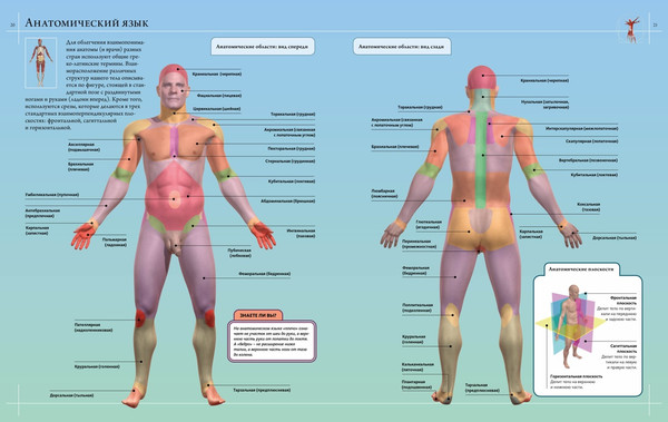 Изображение товара Энциклопедия Махаон Атлас Анатомия человека, твердая обложка (Роубак Джейми)