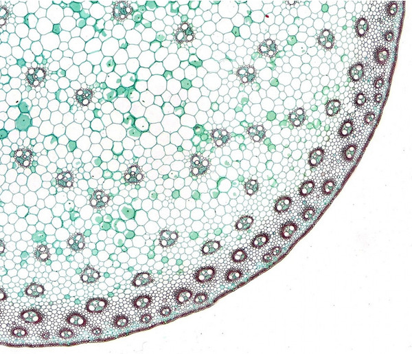 Изображение товара Набор микропрепаратов Bresser 74557 (10шт, в кейсе)