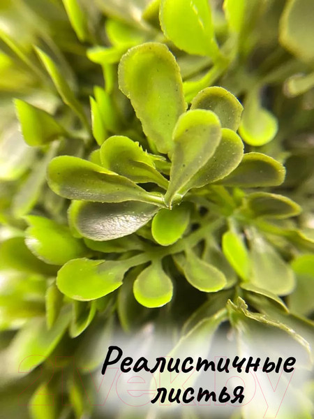 Изображение товара Искусственное растение Merry Bear Home Decor Самшит Трапецевидный / KA0039