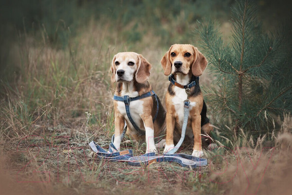 Изображение товара Ошейник Ami Play Denim (XL, голубой)