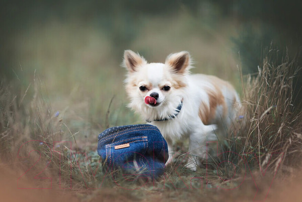 Изображение товара Ошейник Ami Play Denim (XL, голубой)