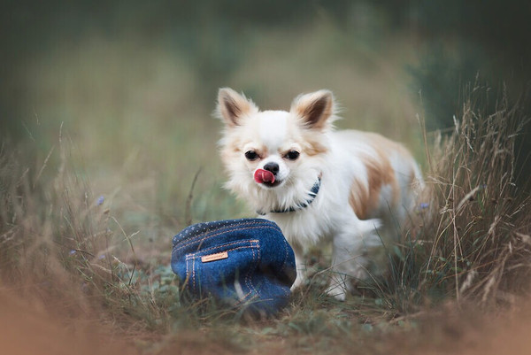 Изображение товара Шлея Ami Play Denim регулируемая S (20-35x1.5, голубой)