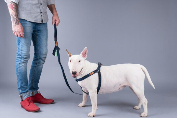 Изображение товара Шлея Ami Play Denim регулируемая S (20-35x1.5, голубой)