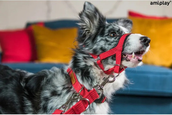 Изображение товара Недоуздок Ami Play Cotton Yorkshire Terrier 232297 (XS, оранжевый)