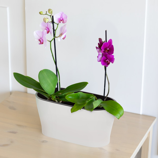 Изображение товара Кашпо Альтернатива Лея / М8559 (белый)