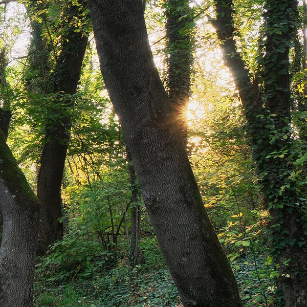 Изображение товара Фотообои листовые Citydecor Природа 93 (200x140см)