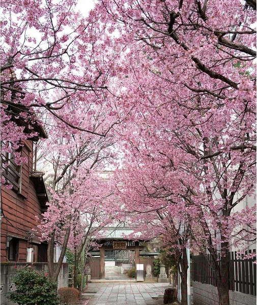 Изображение товара Фотообои листовые Citydecor Природа 102 (200x260см)