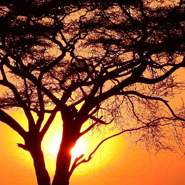 Изображение товара Фотообои листовые Citydecor Природа 94 (200x260см)