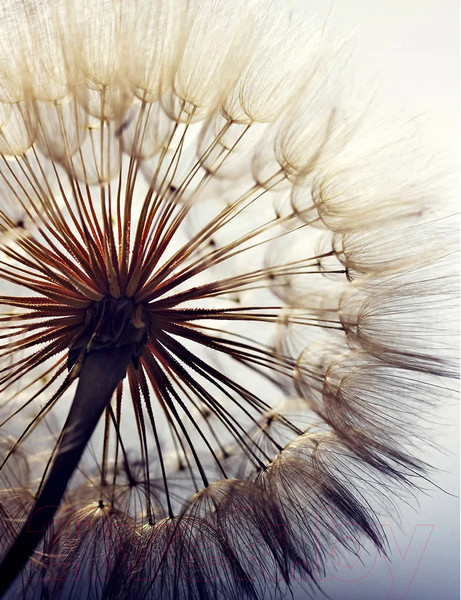 Изображение товара Фотообои листовые Citydecor Цветы и Растения 140 (200x260см)