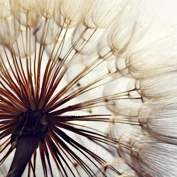 Изображение товара Фотообои листовые Citydecor Цветы и Растения 140 (200x260см)