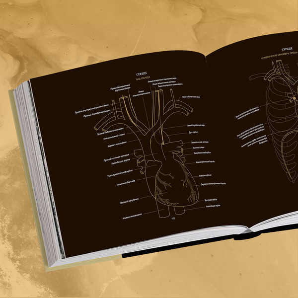 Изображение товара Энциклопедия Бомбора Анатомия в черном, твердая обложка (Эванс Эмили)