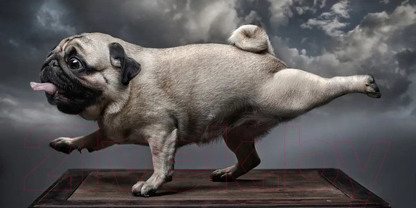 Изображение товара Фотообои листовые Citydecor Животные и Птицы 13 (300x150см)