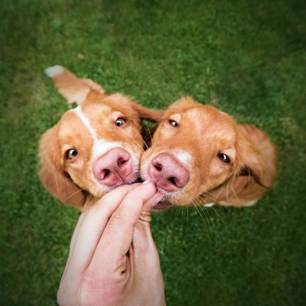 Изображение товара Лакомство для собак Nature's Protection SC Red Coat Gums & Oral Care / KIKNPSC47658 (150г)