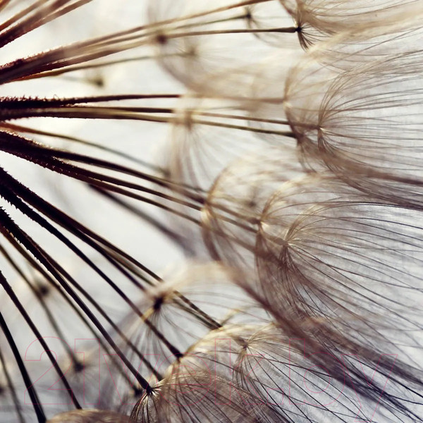 Изображение товара Фотообои листовые Citydecor Цветы и Растения 140 (300x260см)