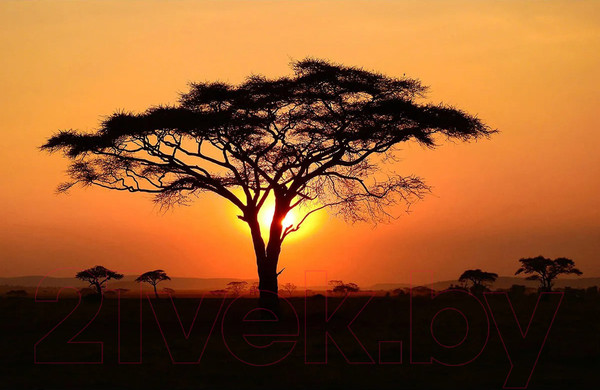 Изображение товара Фотообои листовые Citydecor Природа 94 (400x260см)