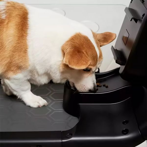 Изображение товара Беговая дорожка для собак DFC Yesoul T-Q1