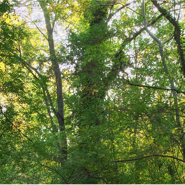 Изображение товара Фотообои листовые Citydecor Природа 93 (500x260см)