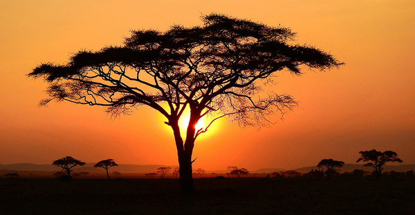 Изображение товара Фотообои листовые Citydecor Природа 94 (500x260см)