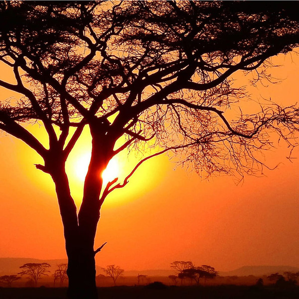 Изображение товара Фотообои листовые Citydecor Природа 94 (500x260см)