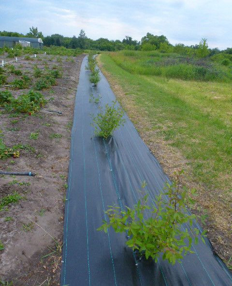 Изображение товара Укрывной материал GreenTerra Агроткань UV 100 г/м2 3.2x100м (черный)