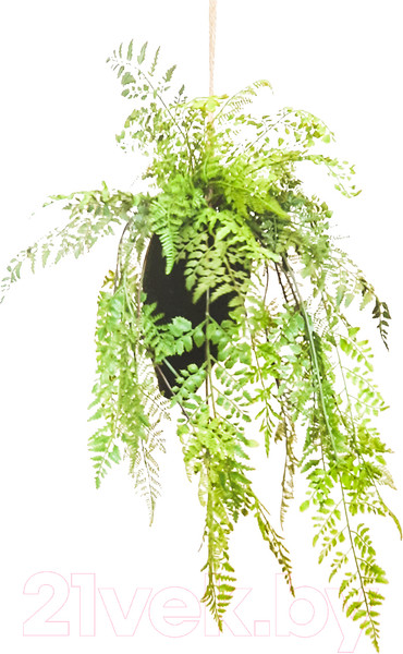 Изображение товара Искусственное растение MONAMI Кокедама TM-79