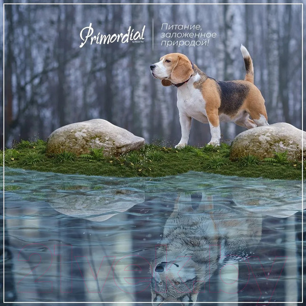 Изображение товара Сухой корм для собак Primordial Dog Mini Adult Trout & Duck MSP5106 (6кг)