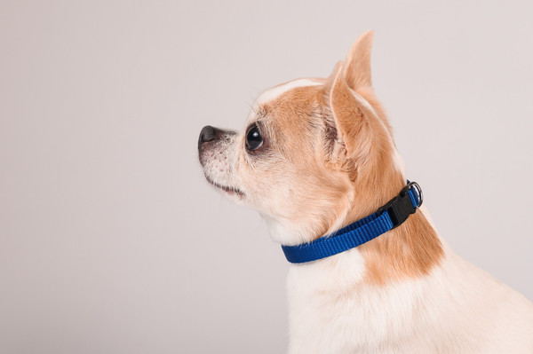 Изображение товара Ошейник КАСКАД Капрон с пряжкой-защелкой / 06110200-06 (синий)