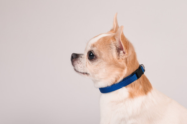 Изображение товара Ошейник КАСКАД Капрон с пряжкой-защелкой / 06110200-06 (синий)