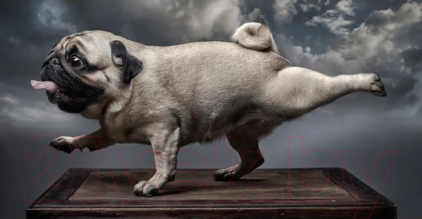 Изображение товара Фотообои листовые Citydecor Животные и птицы 13 (500x260см)