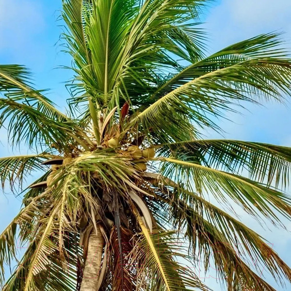 Изображение товара Фотообои листовые Citydecor Море и водопады 46 (500x260см)