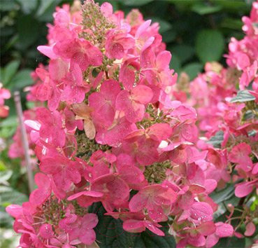 Изображение товара Саженец кустарника Красный клен Гортензия метельчатая Mega Mindy 40-60 (40-60см)