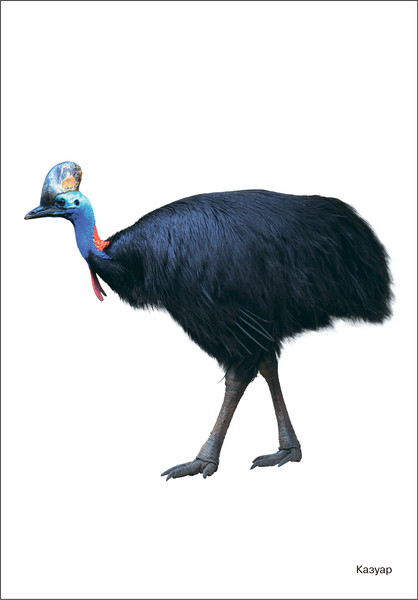 Изображение товара Наглядное пособие Мозаика-Синтез Мир в картинках. Птицы жарких стран / МС11505