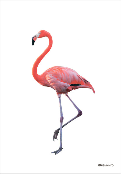 Изображение товара Наглядное пособие Мозаика-Синтез Мир в картинках. Птицы жарких стран / МС11505