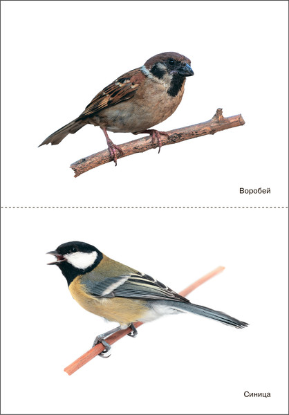 Изображение товара Наглядное пособие Мозаика-Синтез Мир в картинках. Птицы зимующие / МС11506