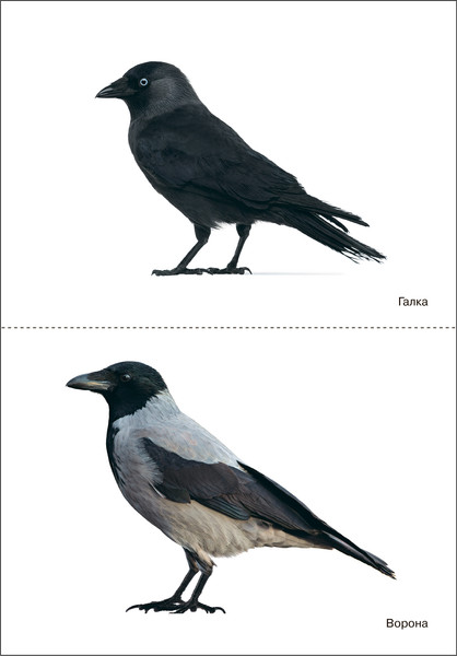 Изображение товара Наглядное пособие Мозаика-Синтез Мир в картинках. Птицы зимующие / МС11506
