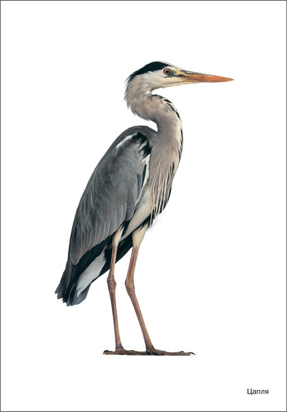 Изображение товара Наглядное пособие Мозаика-Синтез Мир в картинках. Птицы перелетные / МС11507