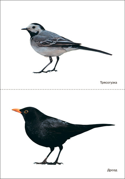 Изображение товара Наглядное пособие Мозаика-Синтез Мир в картинках. Птицы перелетные / МС11507
