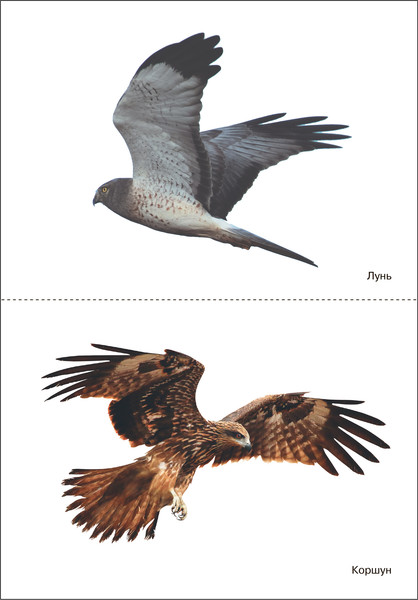 Изображение товара Наглядное пособие Мозаика-Синтез Мир в картинках. Птицы хищные / МС11508