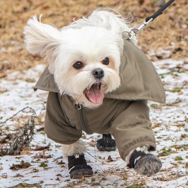 Изображение товара Кеды для собак Puppia Hiker / PAMD-SH065-BK-XXL (черный)